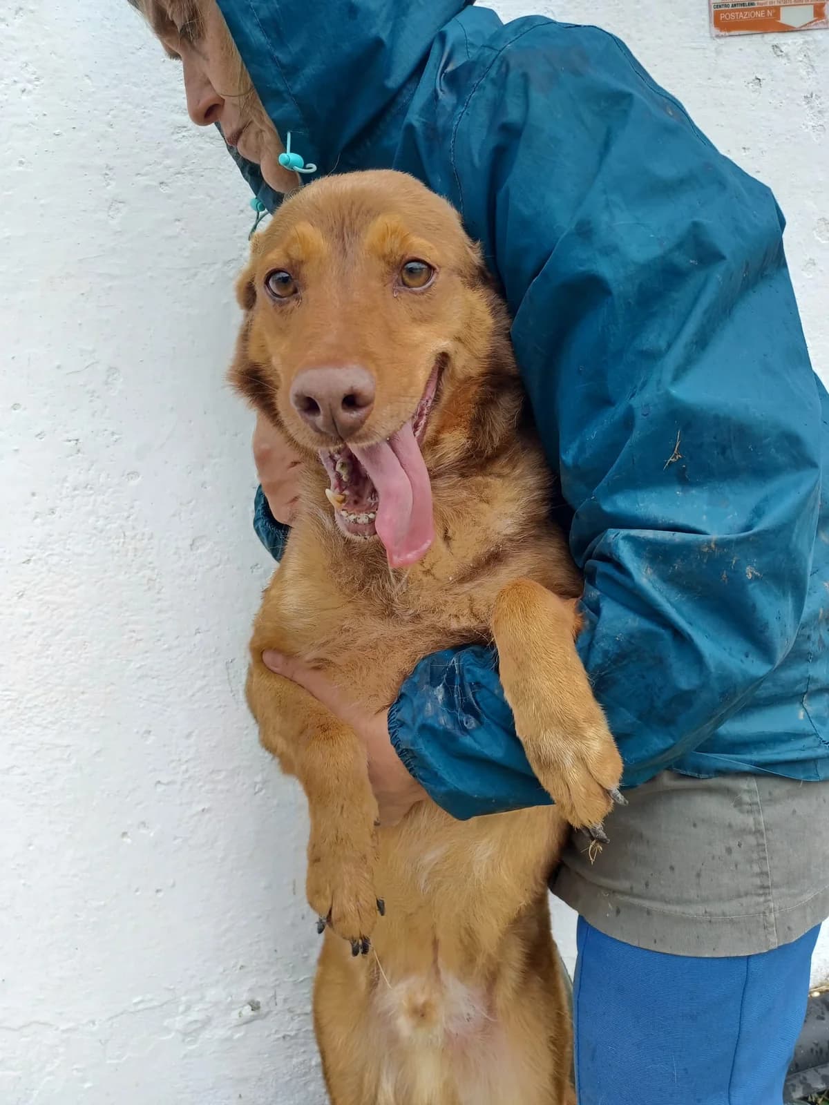 Browny, male senior Mixed Breed for adoption at Hundehilfe Mariechen, Stadtsteinach