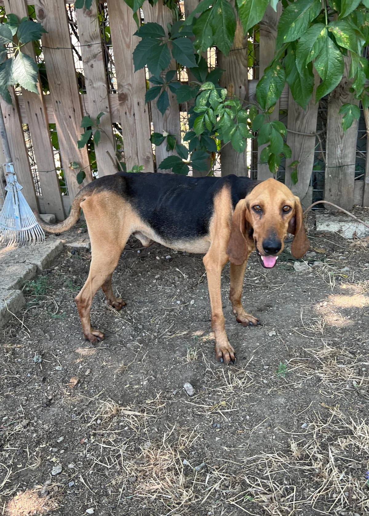 Brunello, male young mixed breed for adoption at Hundehilfe Mariechen, Stadtsteinach