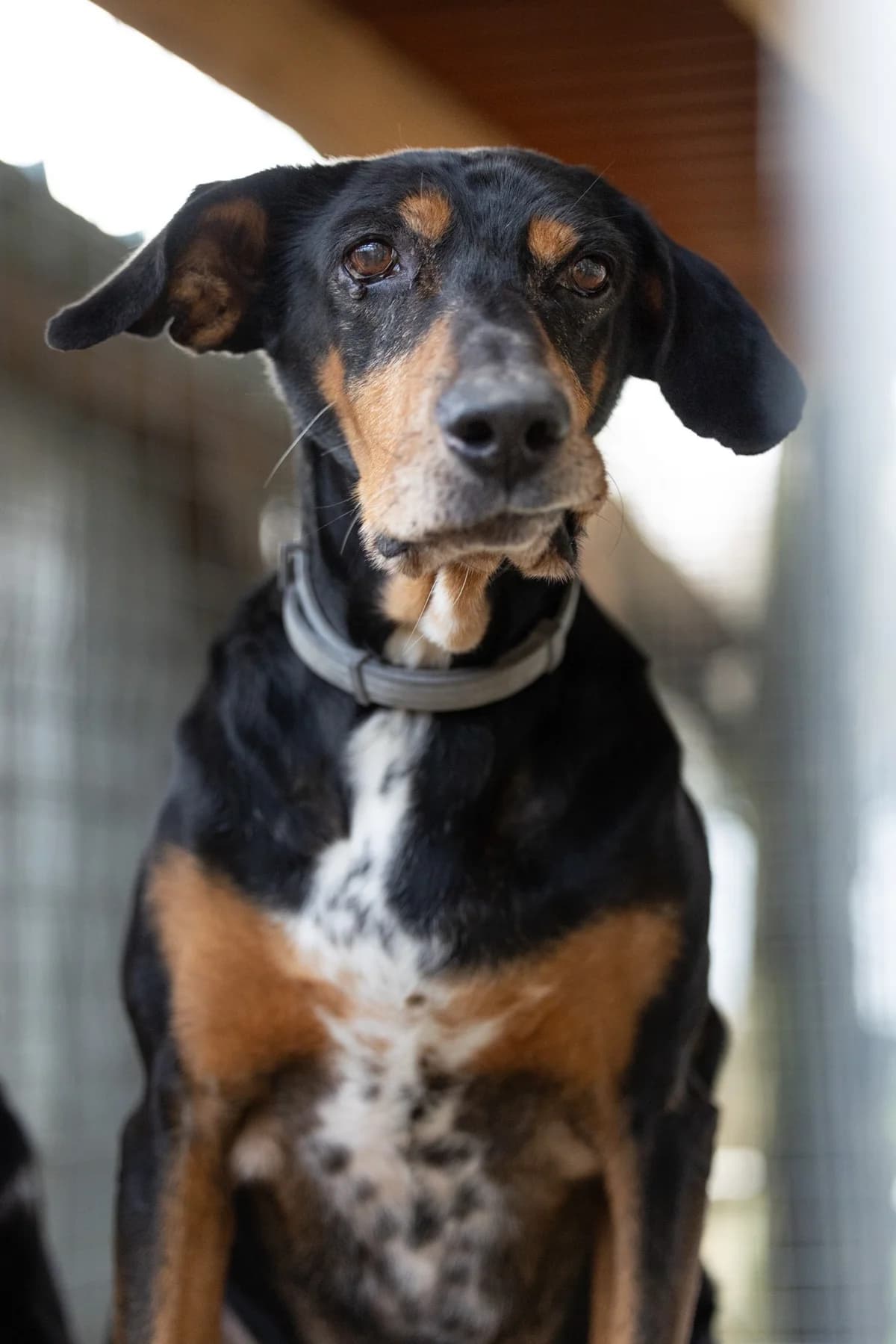 Bruno (Fritz), male senior Mixed Breed for adoption at Hundehilfe Mariechen, Stadtsteinach