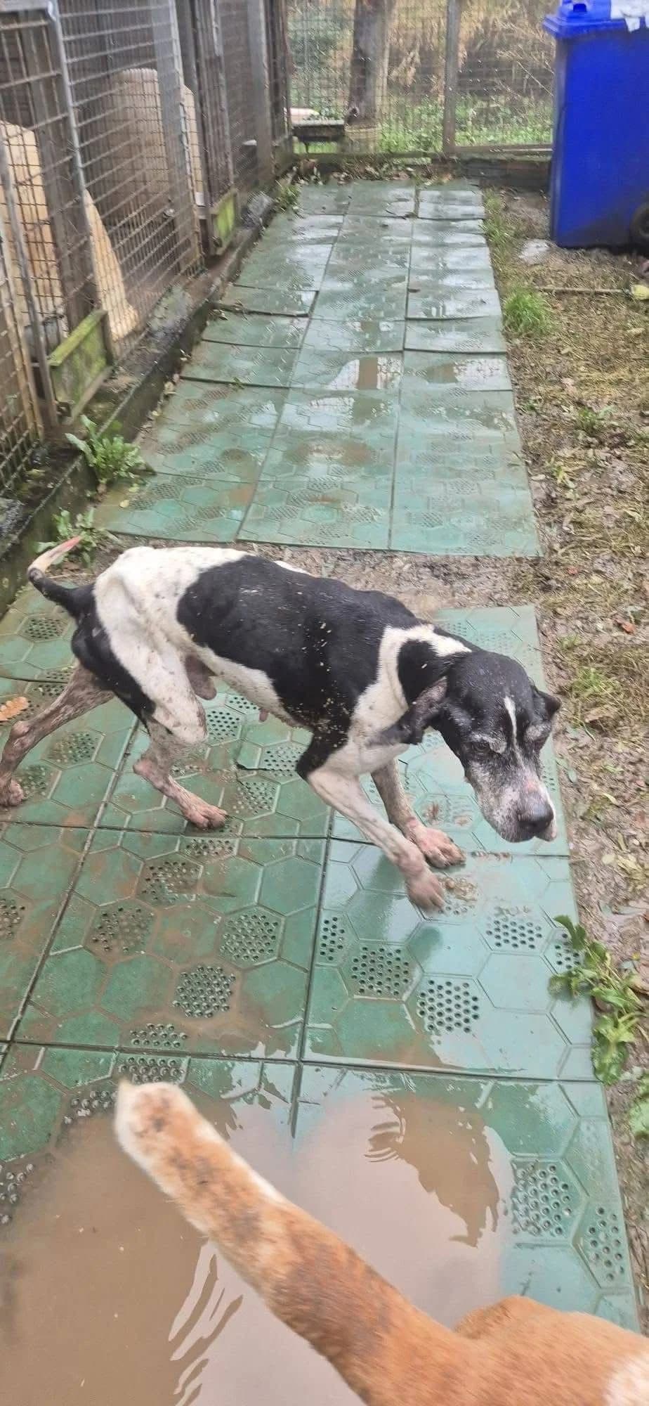 Buck, male senior Pointer for adoption at Hundehilfe Mariechen, Stadtsteinach