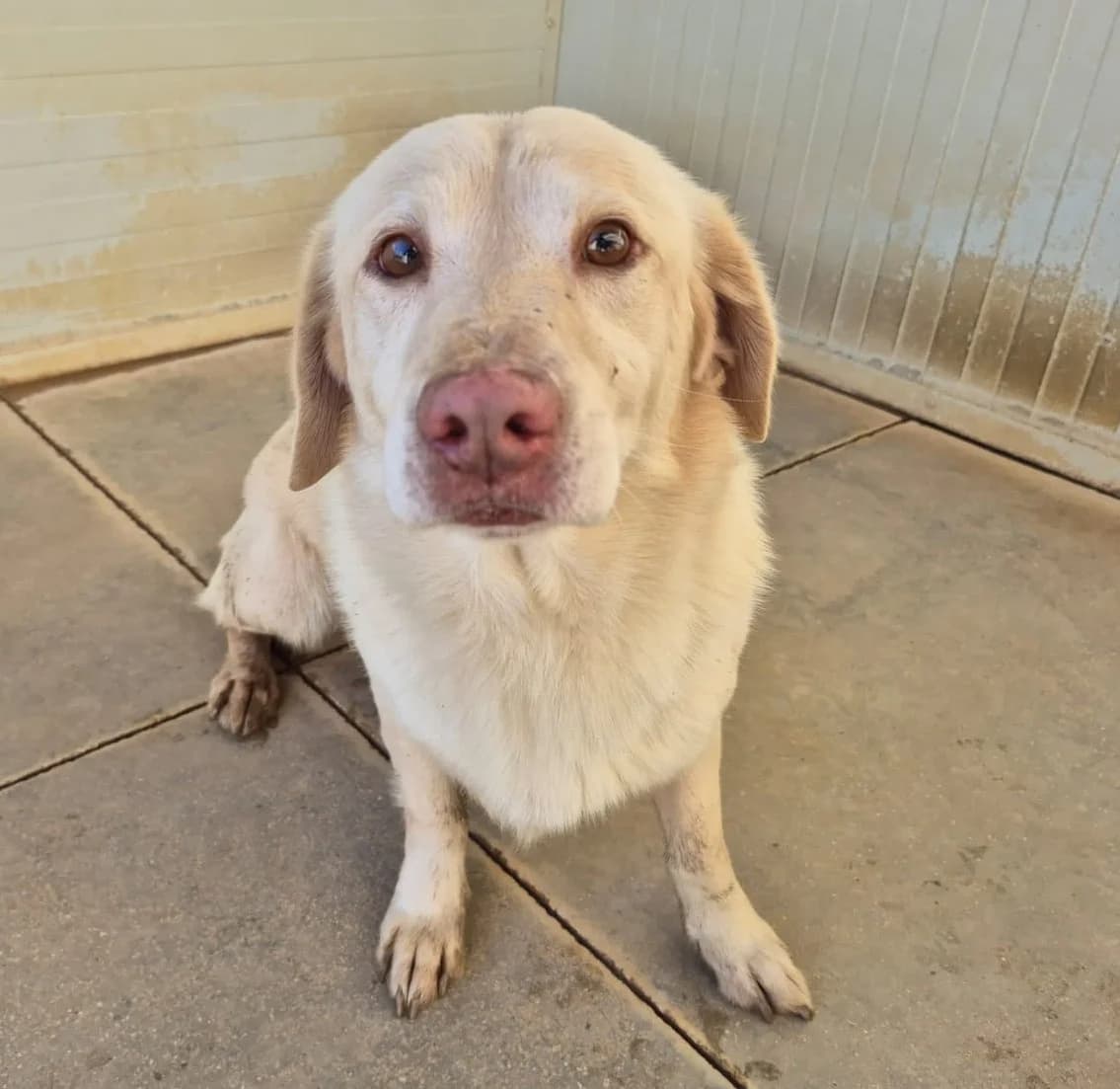 Buk, male 7yo Labrador Retriever for adoption at Hundehilfe Mariechen, Stadtsteinach