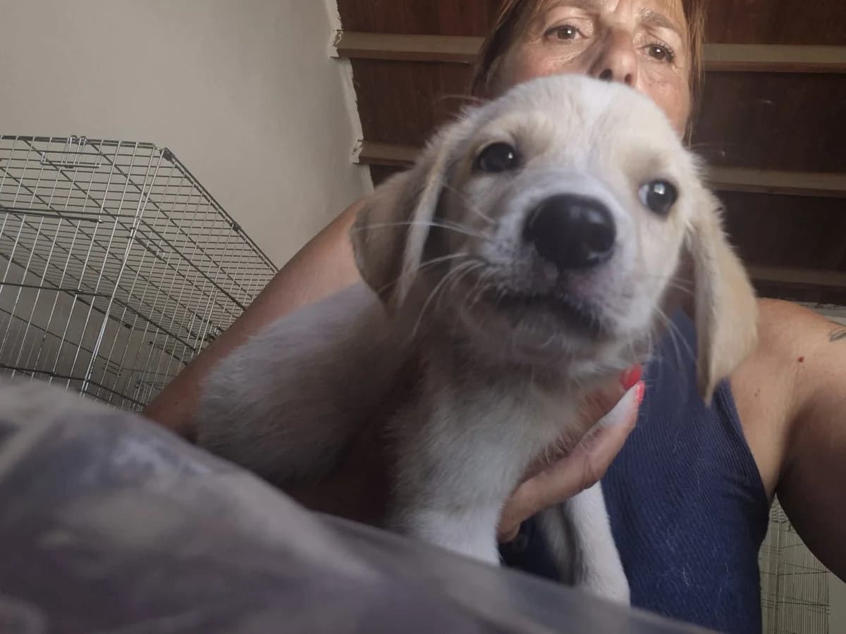 Burritos, male puppy Mixed Breed for adoption at Hundehilfe Mariechen, Stadtsteinach