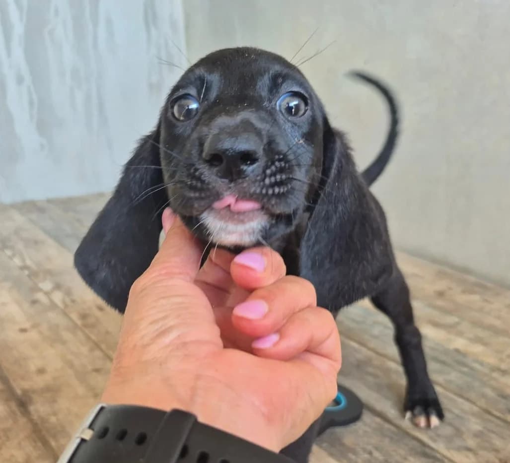 Calich, male puppy mixed breed for adoption at Hundehilfe Mariechen, Stadtsteinach