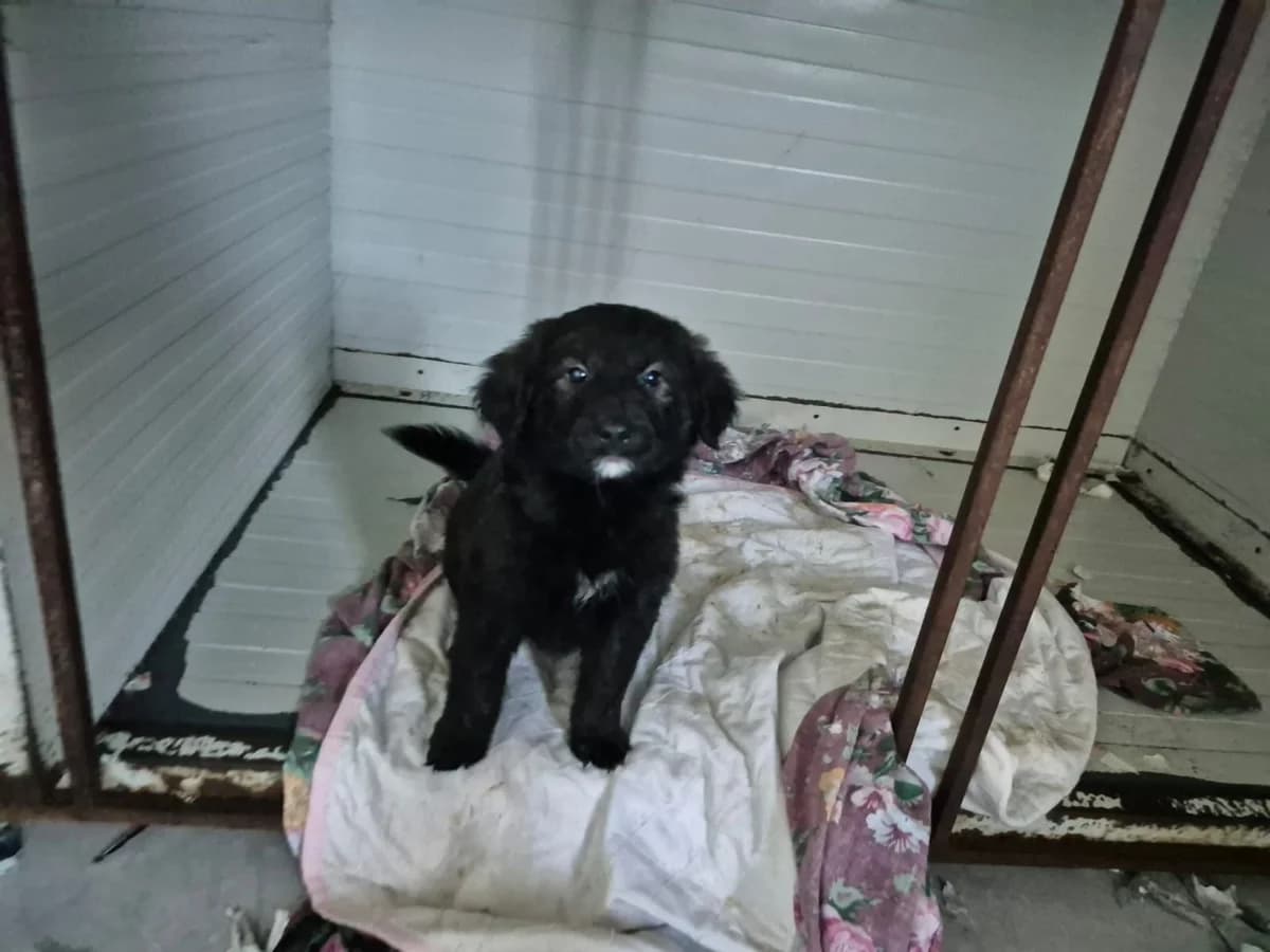Cannella (Carima), female puppy Mixed Breed for adoption at Hundehilfe Mariechen, Stadtsteinach