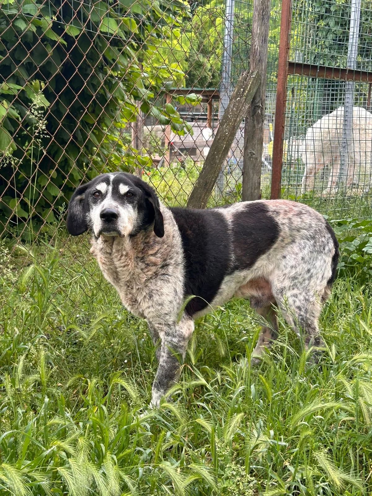 Capitano (Bast), male senior Mixed Breed for adoption at Hundehilfe Mariechen, Stadtsteinach