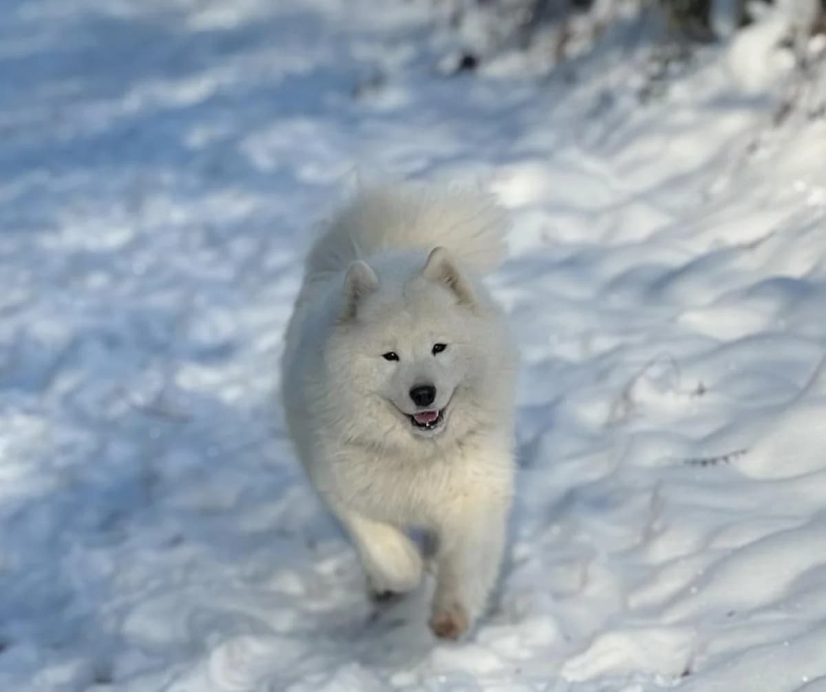 Capucine, female 7yo Samoyed for adoption at Hundehilfe Mariechen, Stadtsteinach