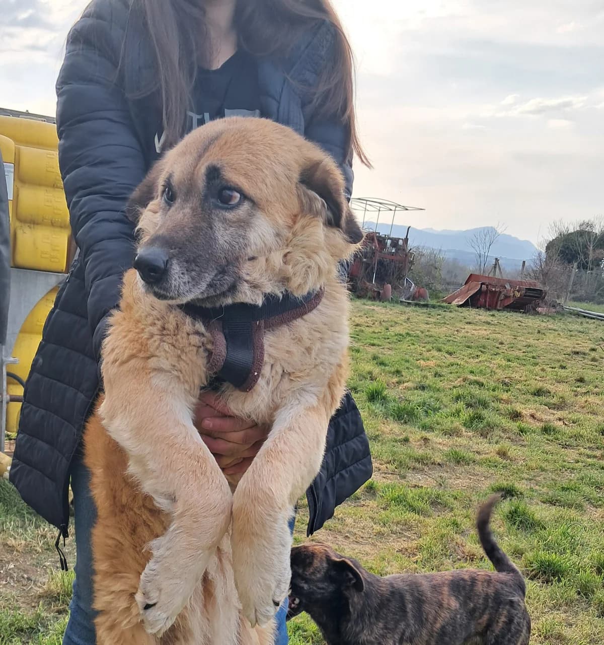 Carina, female 7yo German Shepherd for adoption at Hundehilfe Mariechen, Stadtsteinach