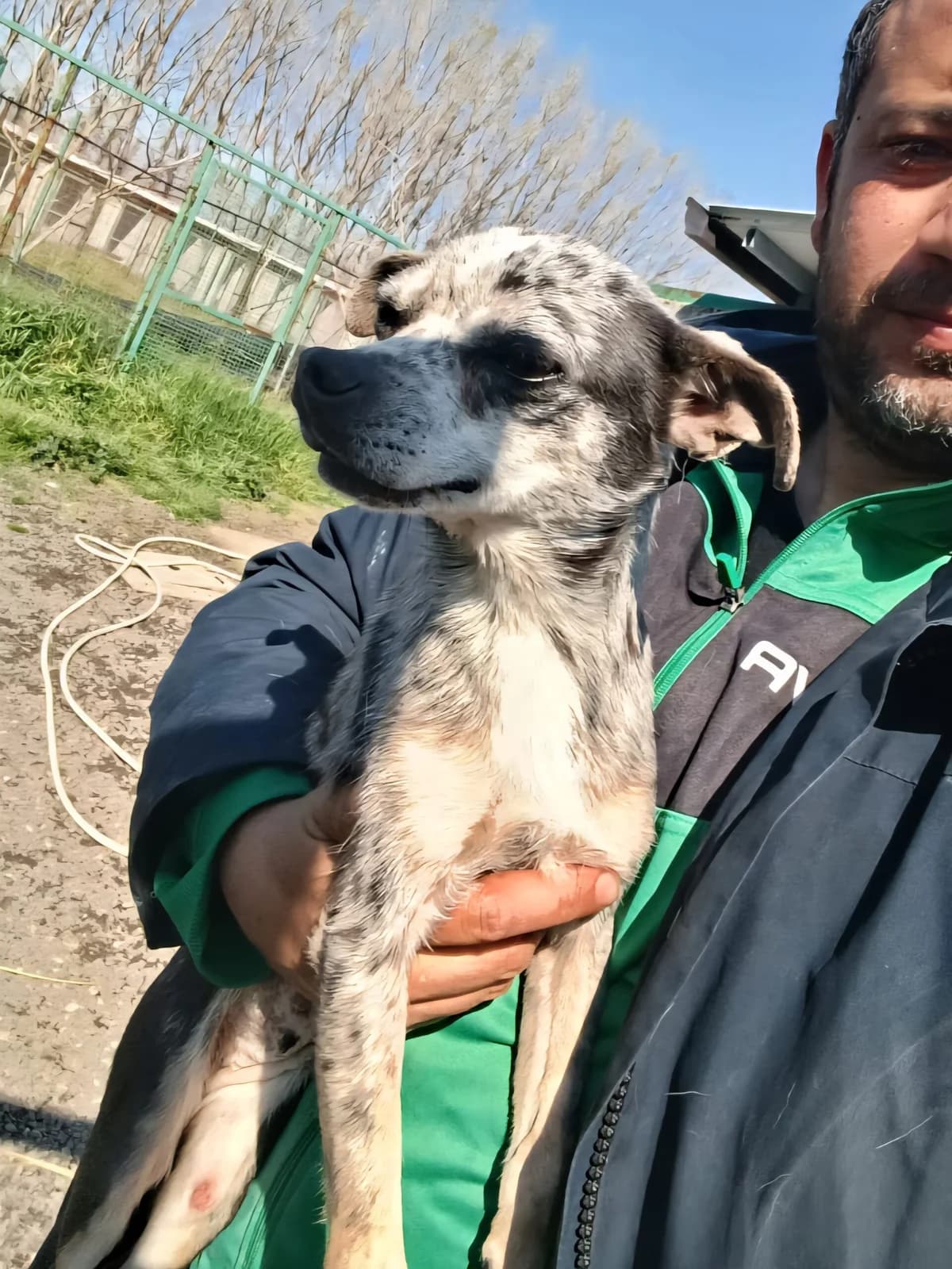 Carina, female 5yo Chihuahua for adoption at Hundehilfe Mariechen, Stadtsteinach