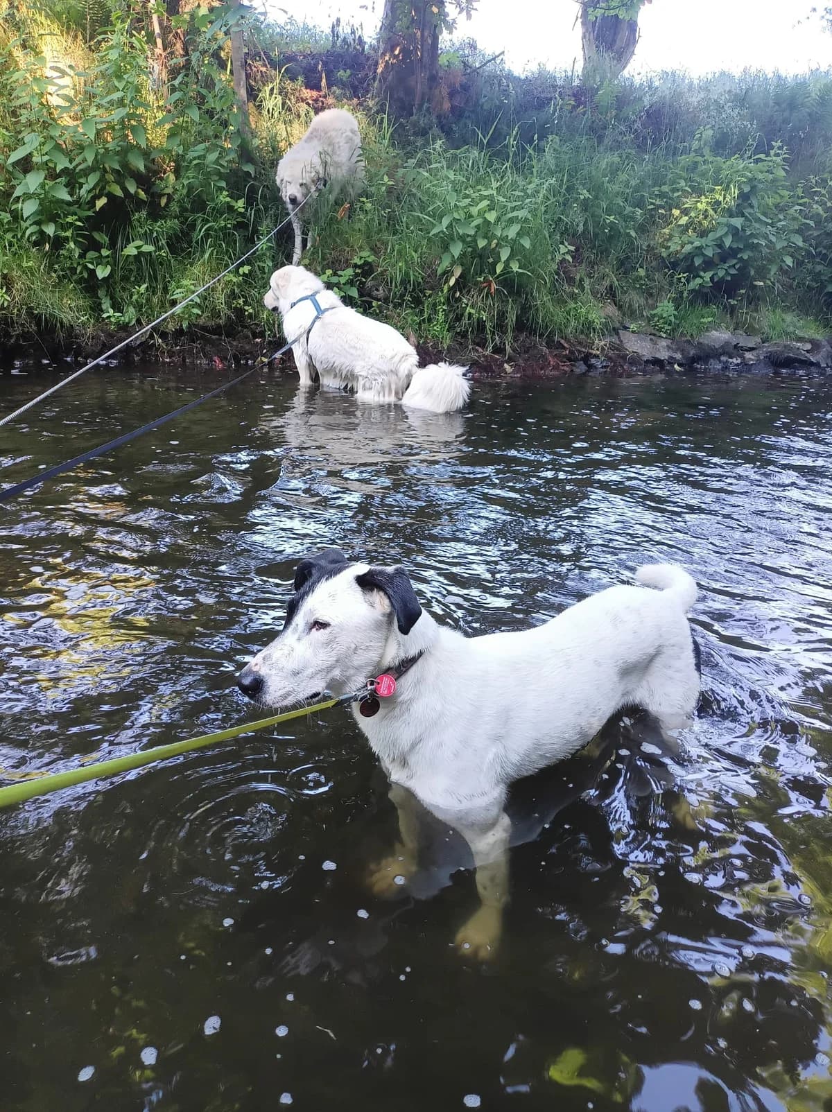 Carlos (Blu), male young Mixed Breed for adoption at Hundehilfe Mariechen, Stadtsteinach