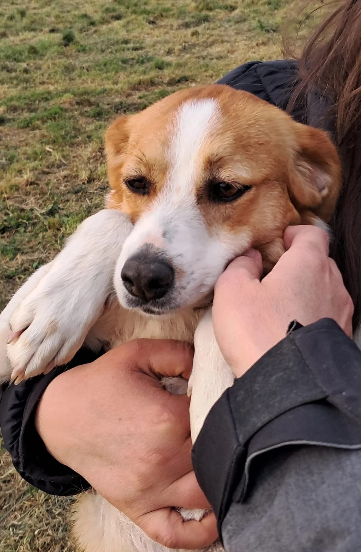 Carlotta, female 3yo Mixed Breed for adoption at Hundehilfe Mariechen, Stadtsteinach