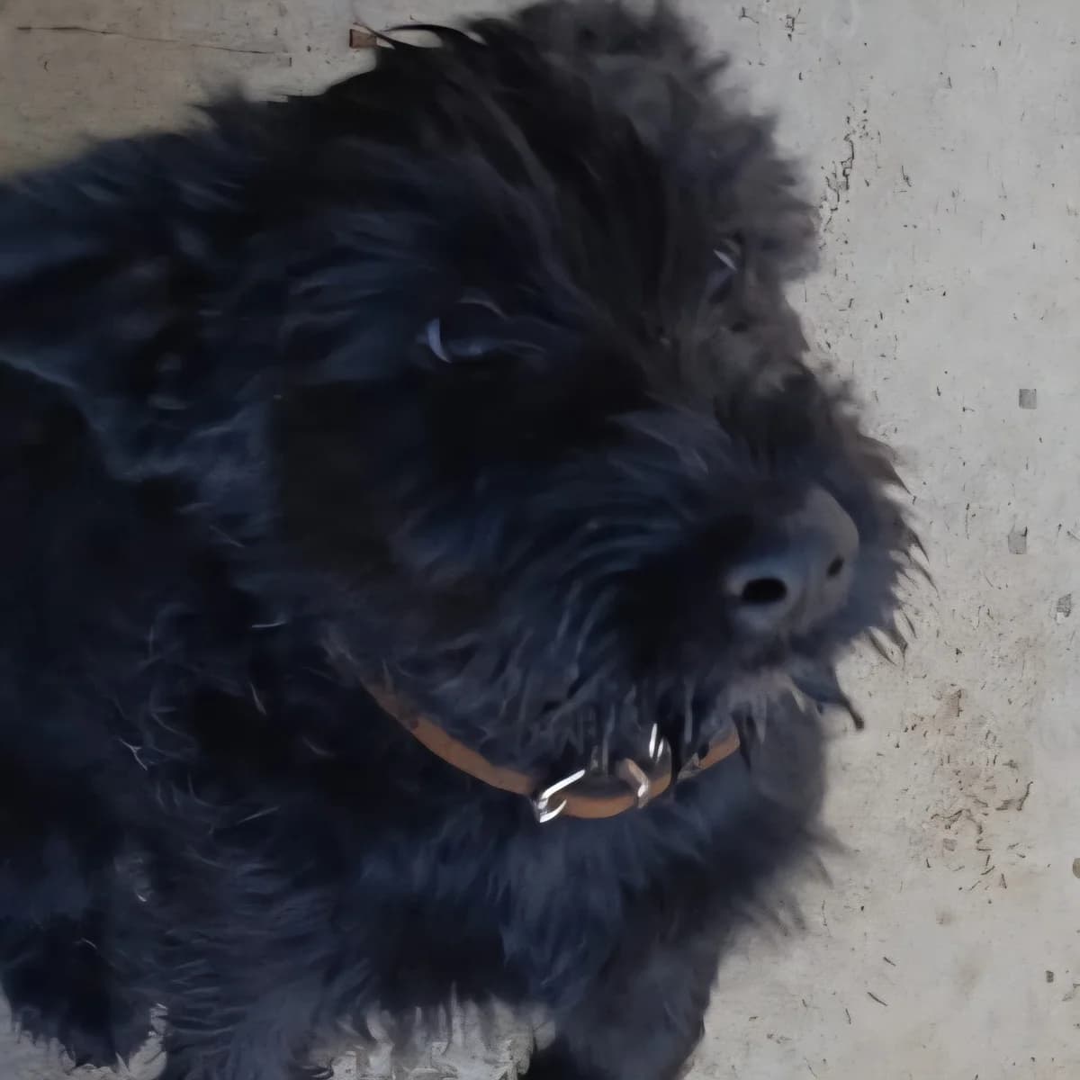 Cash, male puppy Giant Schnauzer for adoption at Hundehilfe Mariechen, Stadtsteinach