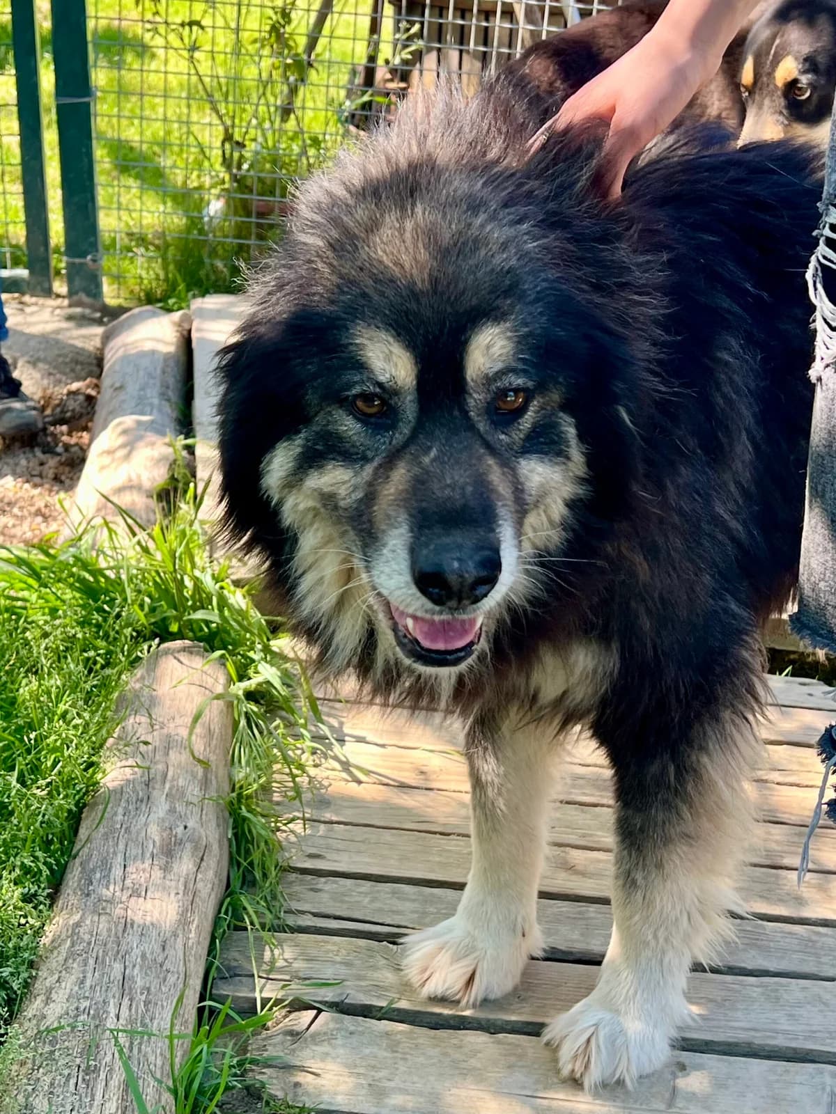 Caterina (Katia), female 6yo Mixed Breed for adoption at Hundehilfe Mariechen, Stadtsteinach