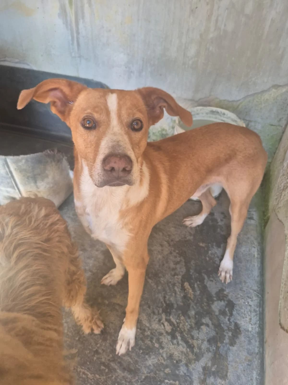 Cecio, male 7yo mixed breed for adoption at Hundehilfe Mariechen, Stadtsteinach