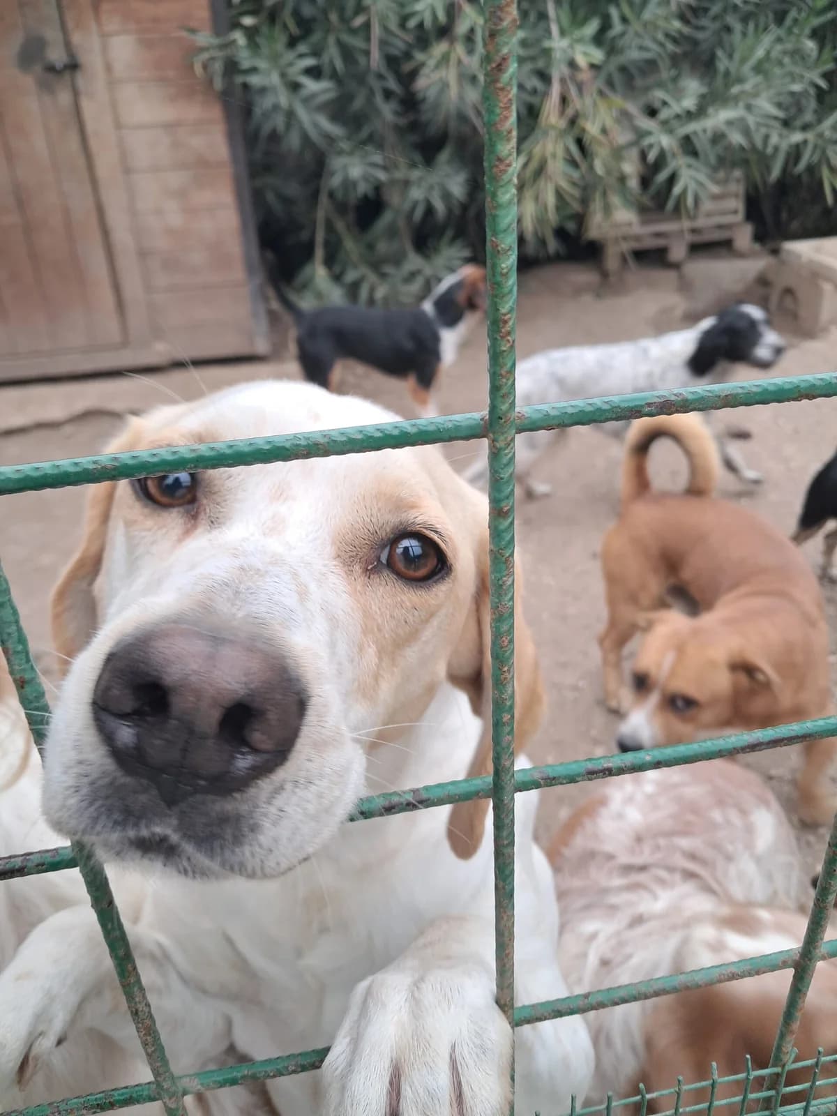 Charlie, male 4yo Mixed Breed for adoption at Hundehilfe Mariechen, Stadtsteinach