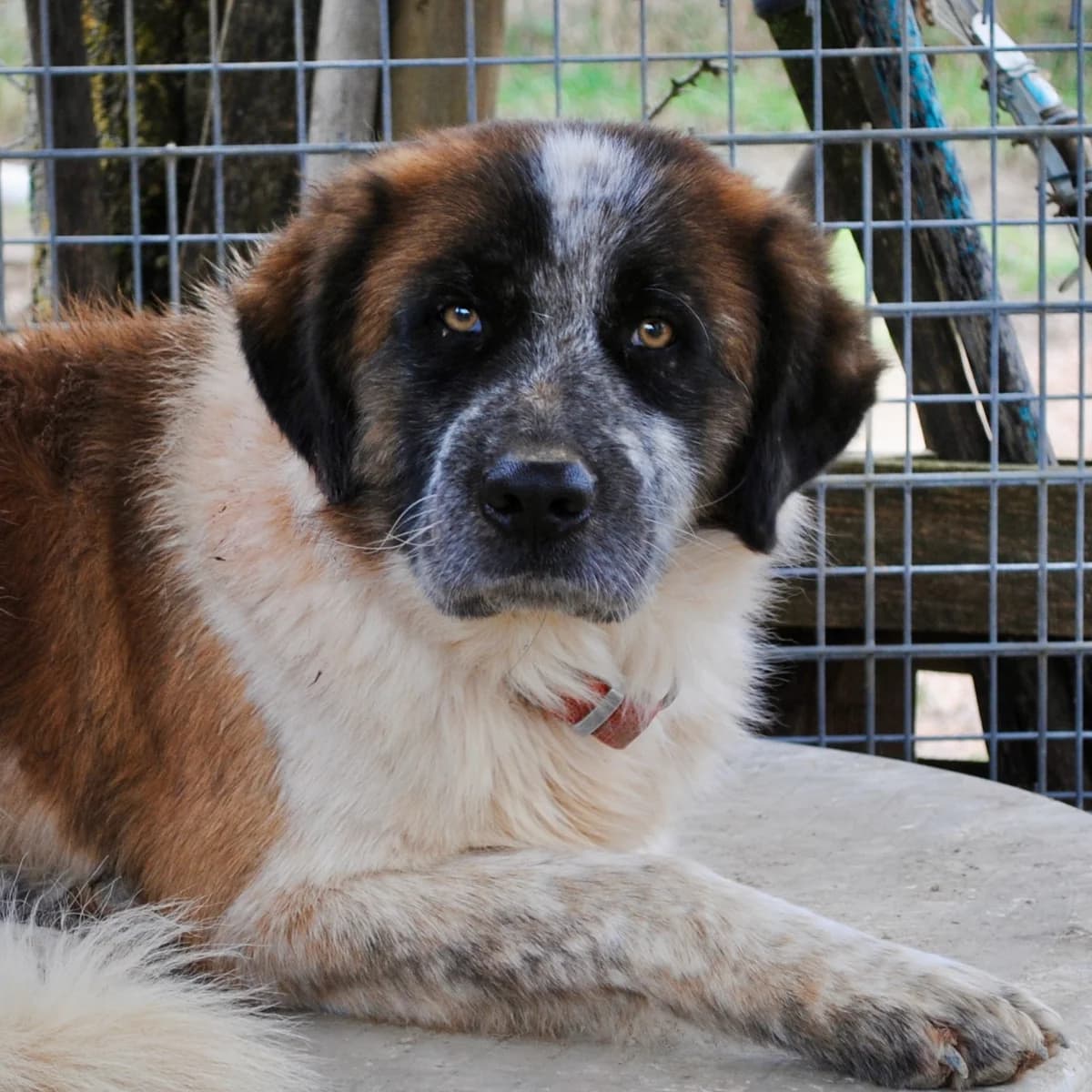 Charlie, male young Mixed Breed for adoption at Hundehilfe Mariechen, Stadtsteinach