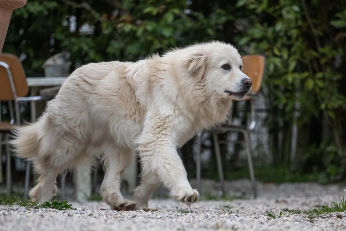 Ciak, male 3yo Mixed Breed for adoption at Hundehilfe Mariechen, Stadtsteinach
