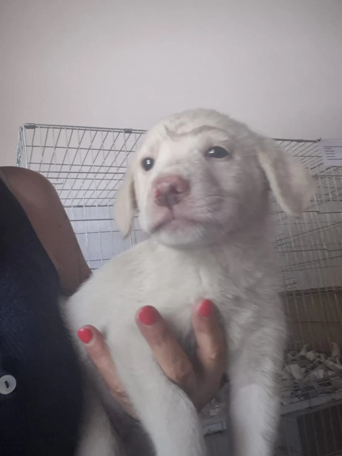 Cinta, female puppy Mixed Breed for adoption at Hundehilfe Mariechen, Stadtsteinach