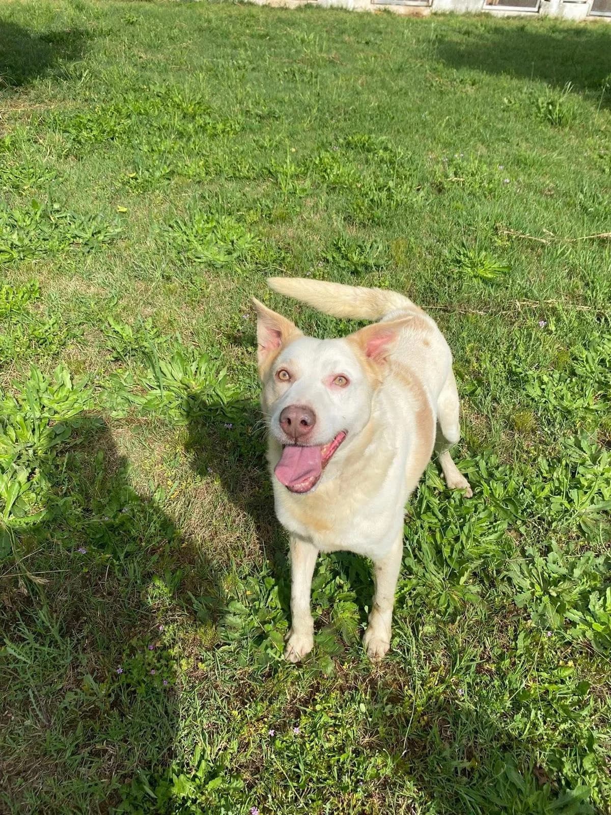 Ciop, male 6yo Mixed Breed for adoption at Hundehilfe Mariechen, Stadtsteinach