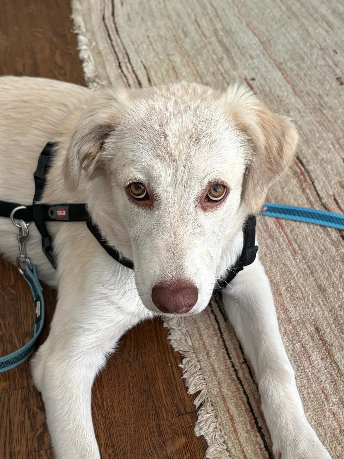 Circe, female puppy Mixed Breed for adoption at Hundehilfe Mariechen, Stadtsteinach
