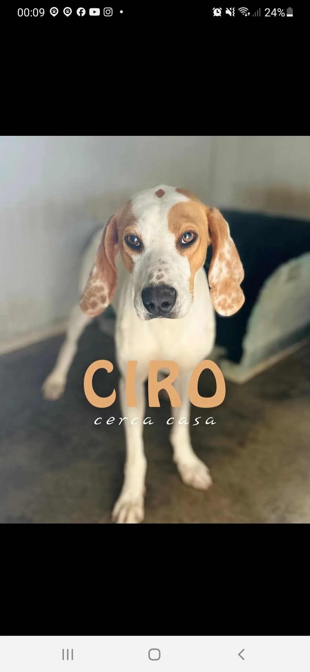 Ciro, male mixed breed for adoption at Hundehilfe Mariechen, Stadtsteinach