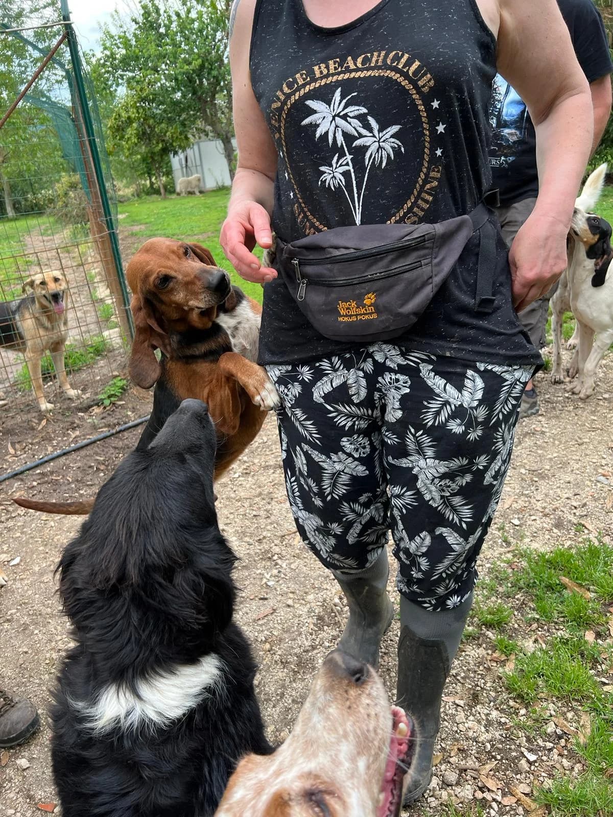 Ciro, male 7yo mixed breed for adoption at Hundehilfe Mariechen, Stadtsteinach