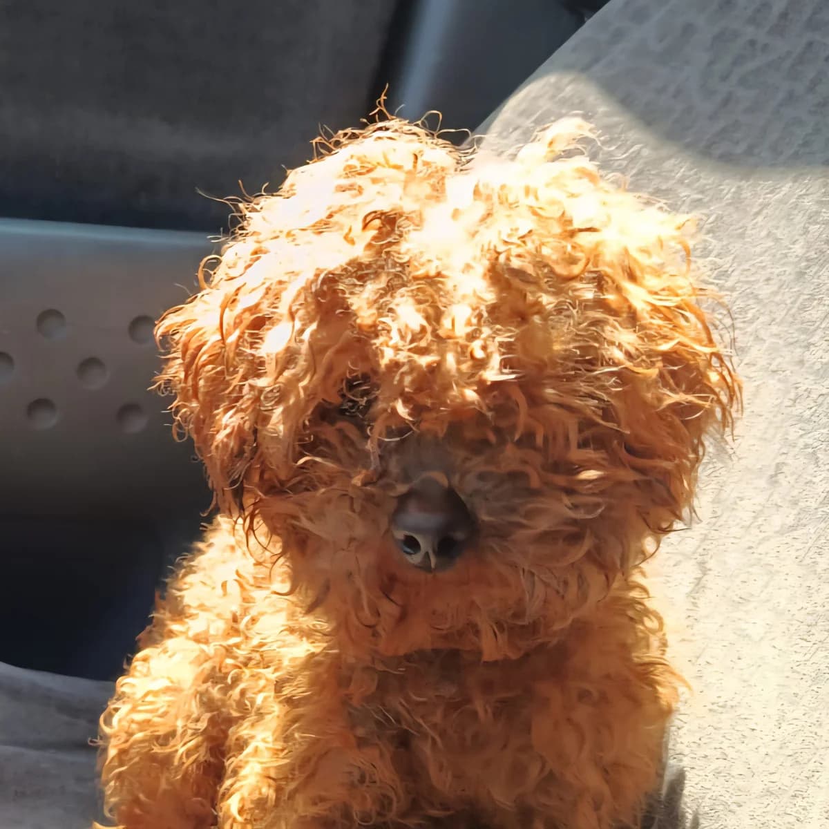 Coco, female young Poodle for adoption at Hundehilfe Mariechen, Stadtsteinach