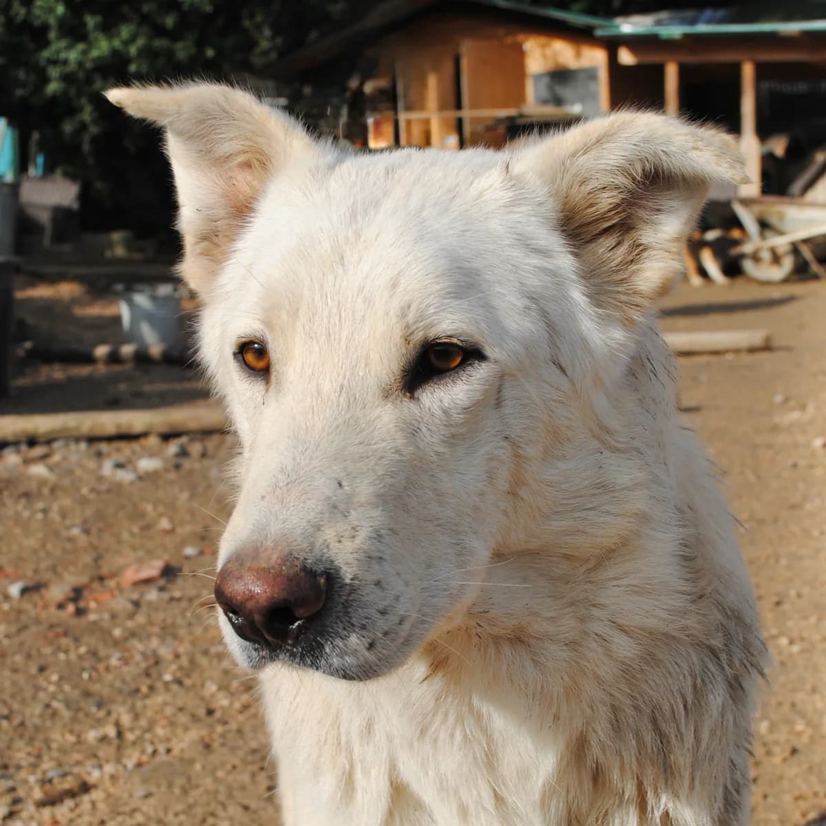 Codino, male young Mixed Breed for adoption at Hundehilfe Mariechen, Stadtsteinach