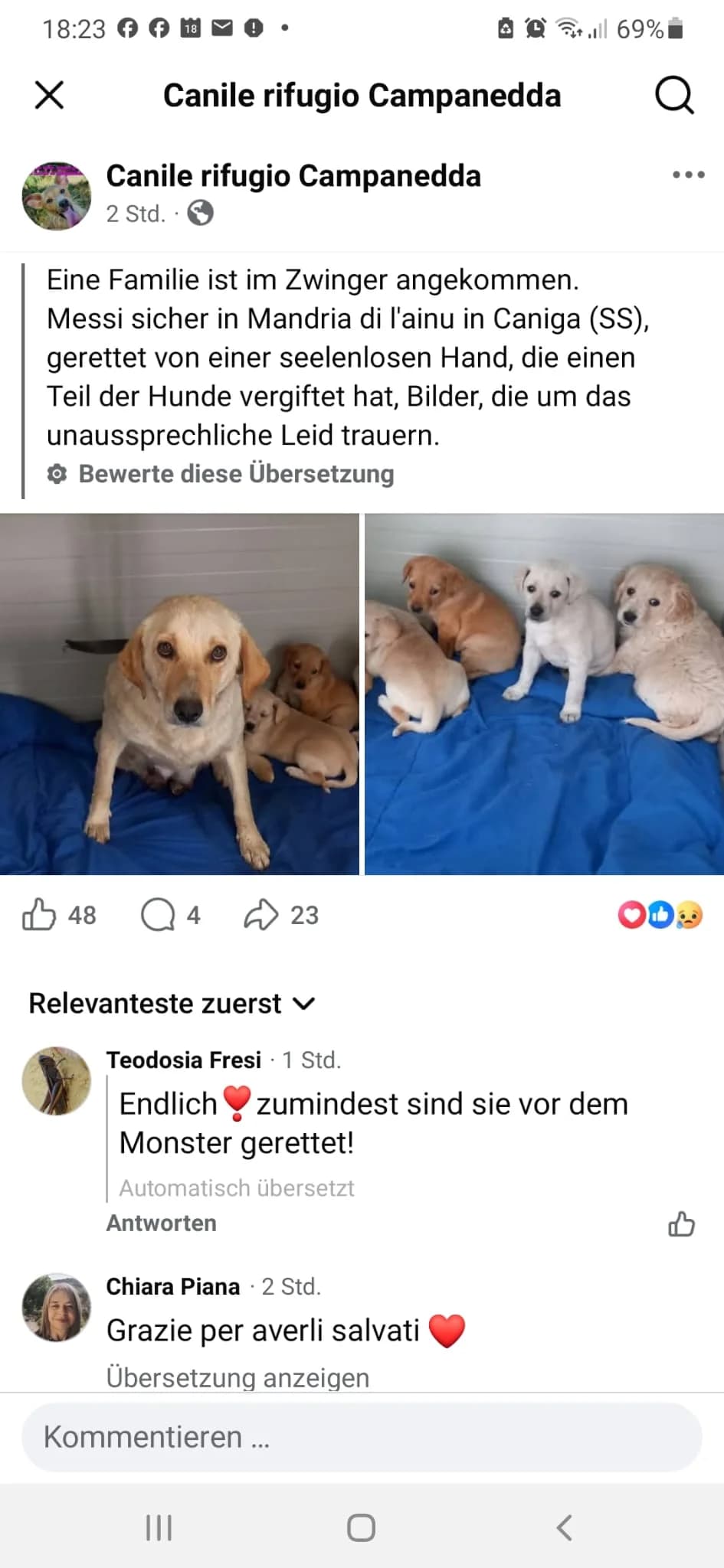 Cody, male puppy Mixed Breed for adoption at Hundehilfe Mariechen, Stadtsteinach