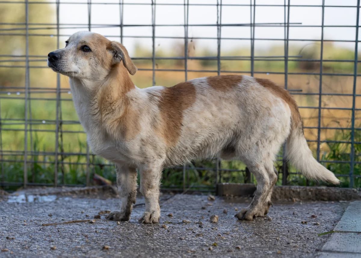 Crodino, male young Mixed Breed for adoption at Hundehilfe Mariechen, Stadtsteinach