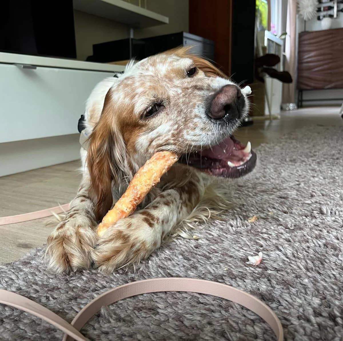 Cuba, female English Setter for adoption at Hundehilfe Mariechen, Stadtsteinach