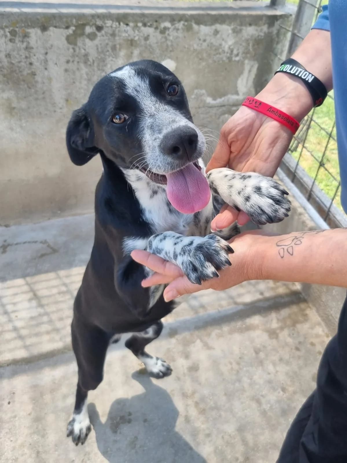 Dali, male puppy Mixed Breed for adoption at Hundehilfe Mariechen, Stadtsteinach