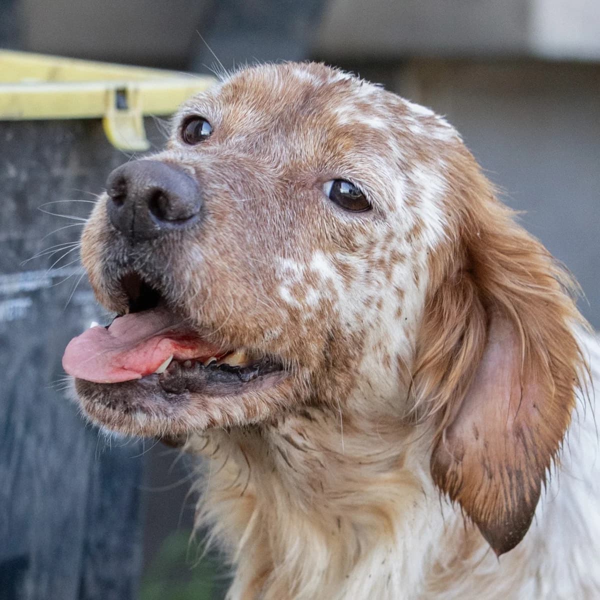 Dana, female 3yo English Setter for adoption at Hundehilfe Mariechen, Stadtsteinach