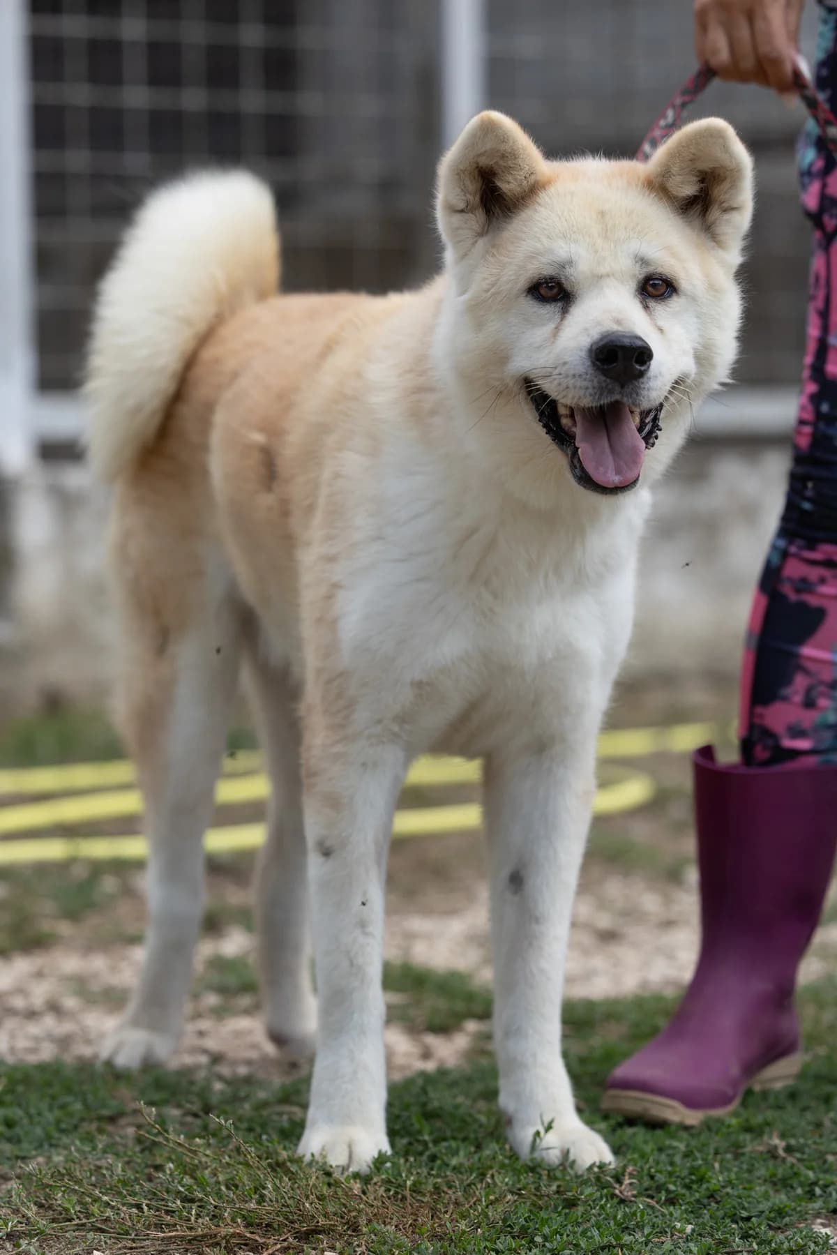 Dea, female 7yo Mixed Breed for adoption at Hundehilfe Mariechen, Stadtsteinach