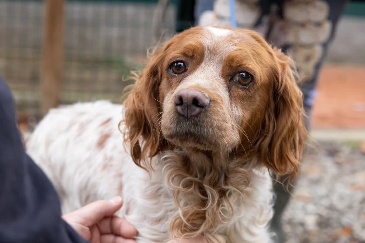 Diamond, female senior Brittany Spaniel for adoption at Hundehilfe Mariechen, Stadtsteinach