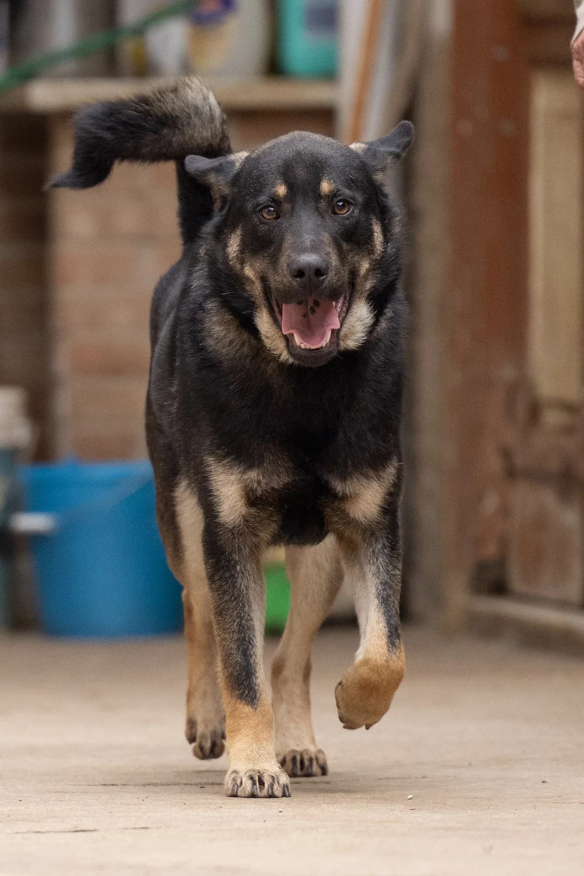 Dinamo, male German Shepherd for adoption at Hundehilfe Mariechen, Stadtsteinach