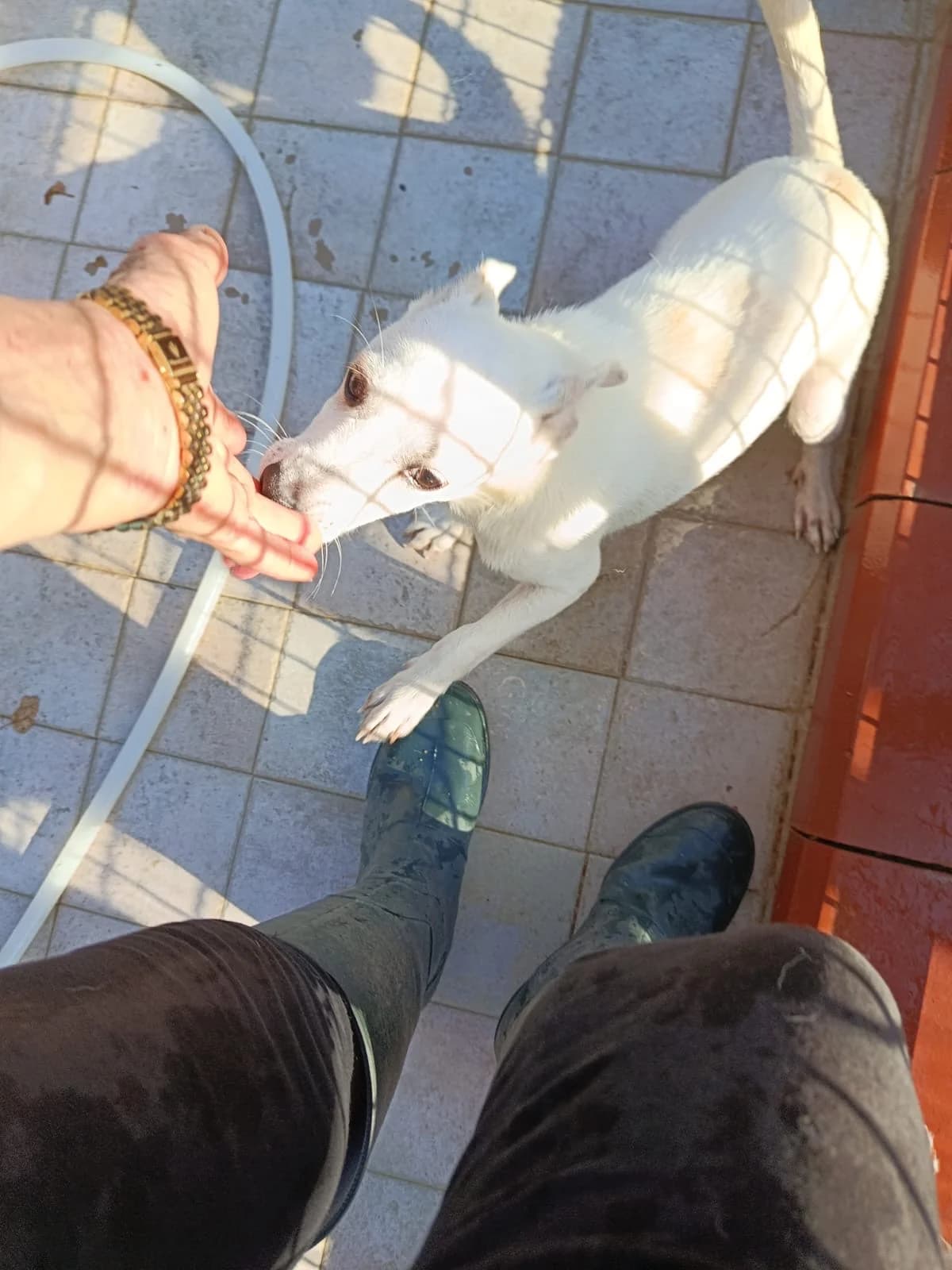 Dino, male puppy Mixed Breed for adoption at Hundehilfe Mariechen, Stadtsteinach