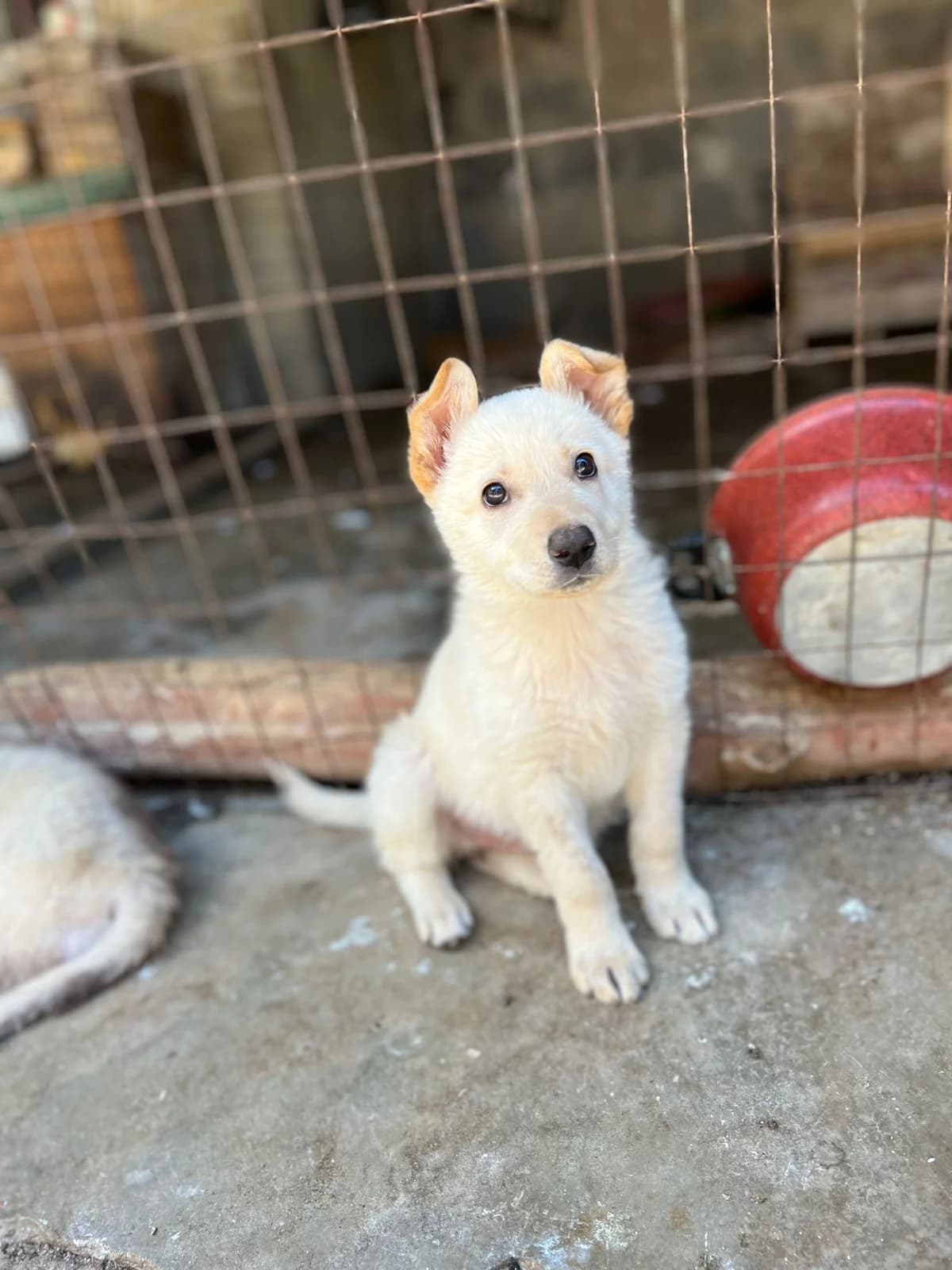 Domitilla, female puppy Mixed Breed for adoption at Hundehilfe Mariechen, Stadtsteinach