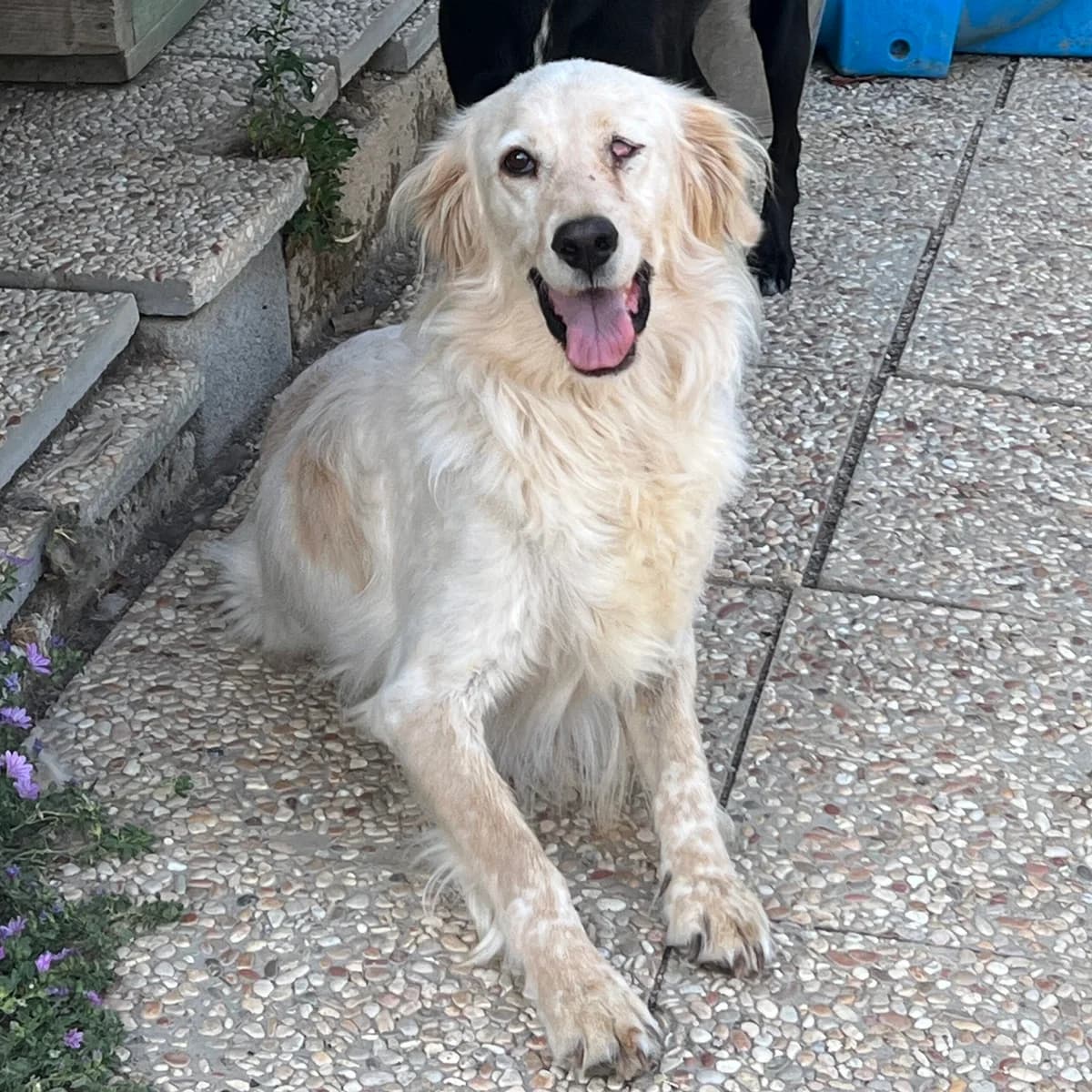 Ebba (Incognita), female 5yo Golden Retriever for adoption at Hundehilfe Mariechen, Stadtsteinach