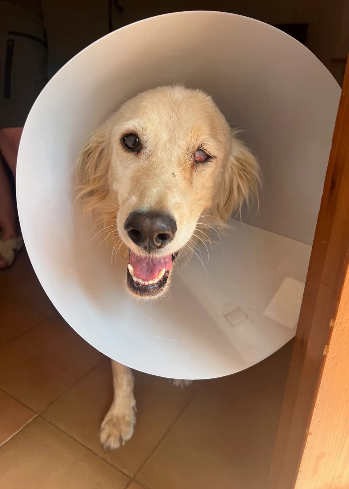 Ebba (Incognita), female 5yo Golden Retriever for adoption at Hundehilfe Mariechen, Stadtsteinach