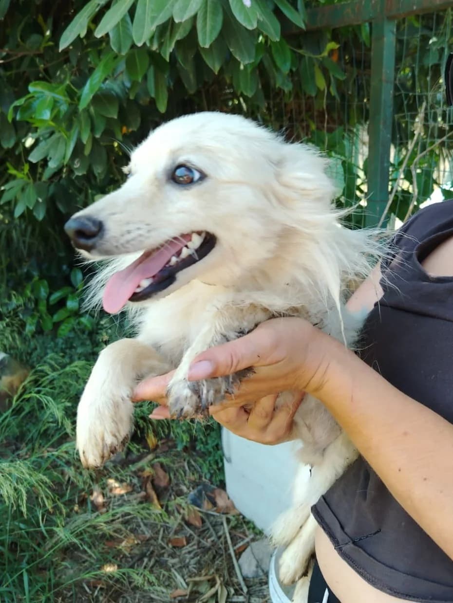Elia, male young Mixed Breed for adoption at Hundehilfe Mariechen, Stadtsteinach