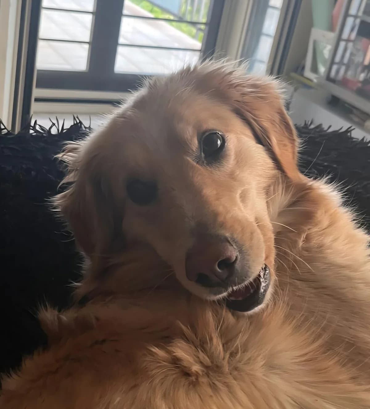 Elly, female 3yo Golden Retriever for adoption at Hundehilfe Mariechen, Stadtsteinach