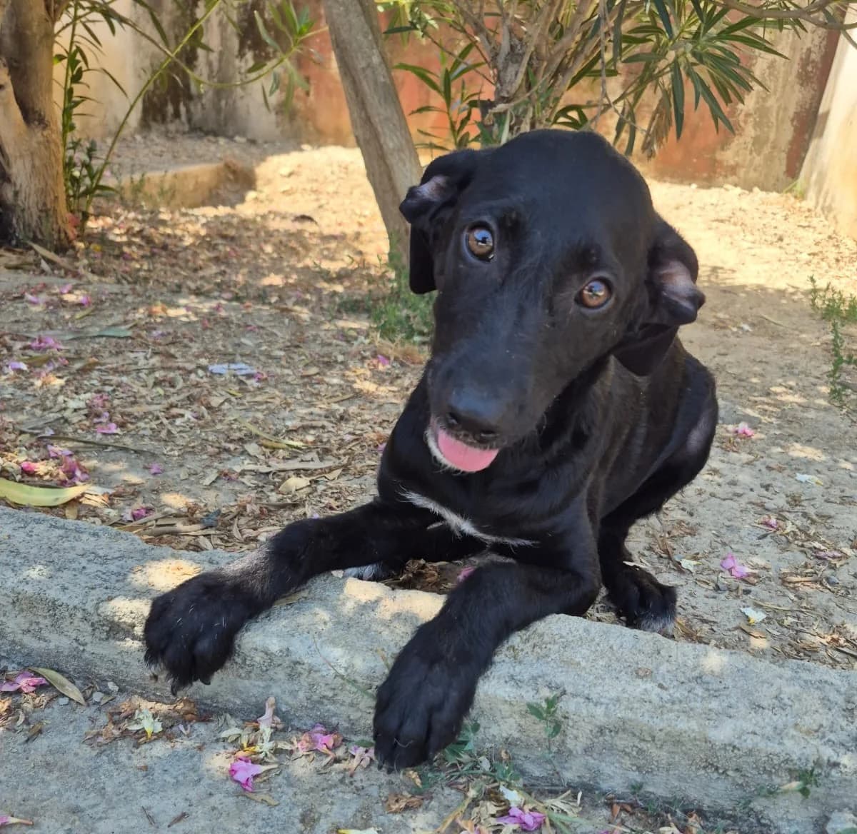Emily, female puppy Mixed Breed for adoption at Hundehilfe Mariechen, Stadtsteinach
