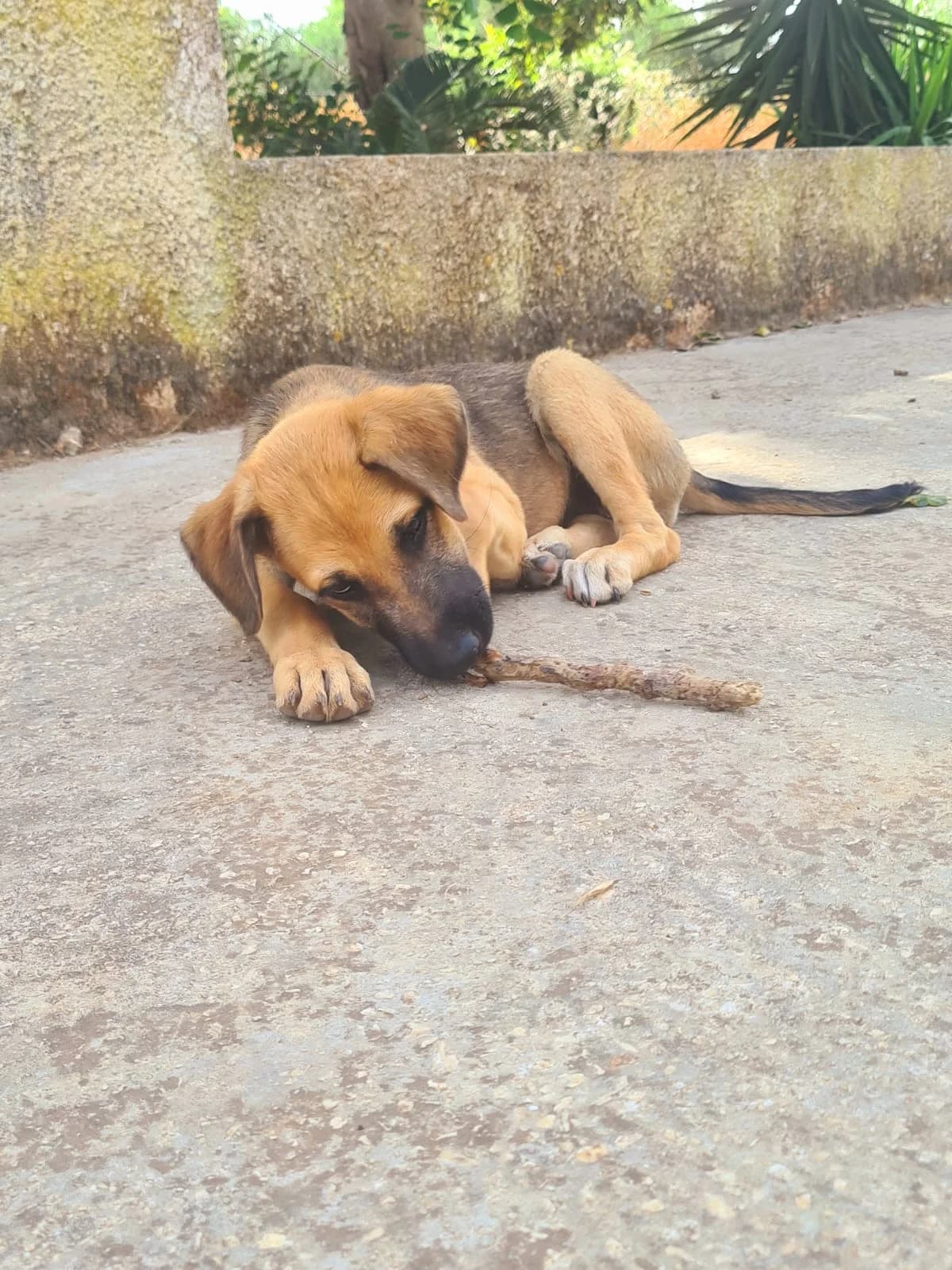 Enna, female puppy Mixed Breed for adoption at Hundehilfe Mariechen, Stadtsteinach