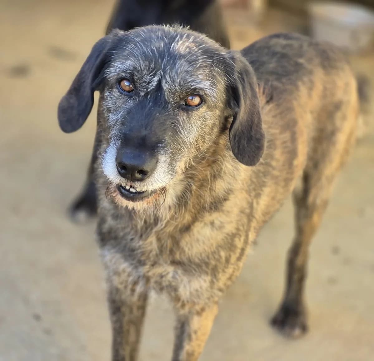 Ercole, male senior mixed breed for adoption at Hundehilfe Mariechen, Stadtsteinach