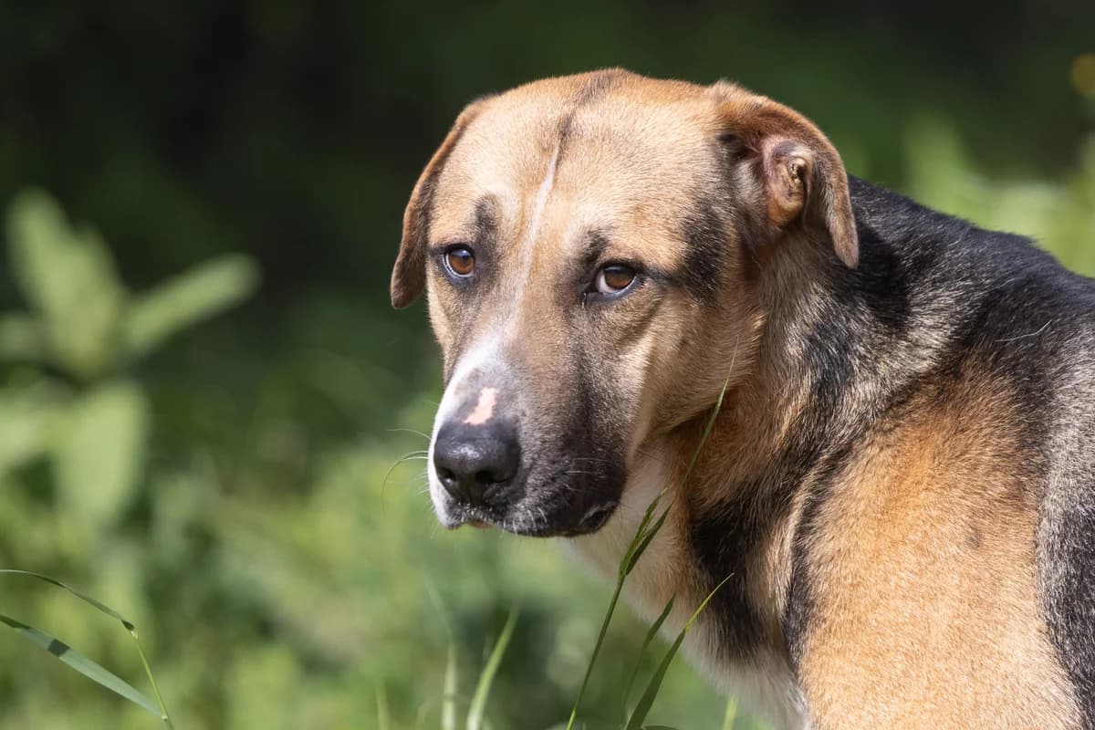 Ernesto, male 5yo Mixed Breed for adoption at Hundehilfe Mariechen, Stadtsteinach