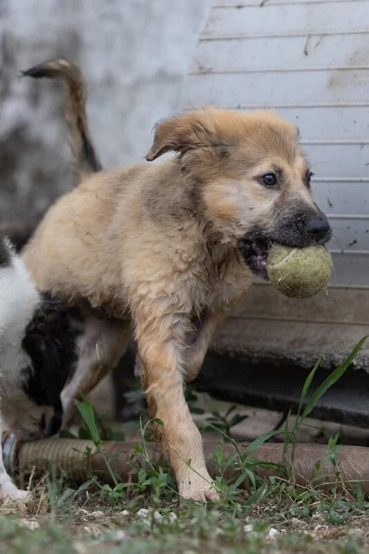 Estrella, female puppy Mixed Breed for adoption at Hundehilfe Mariechen, Stadtsteinach