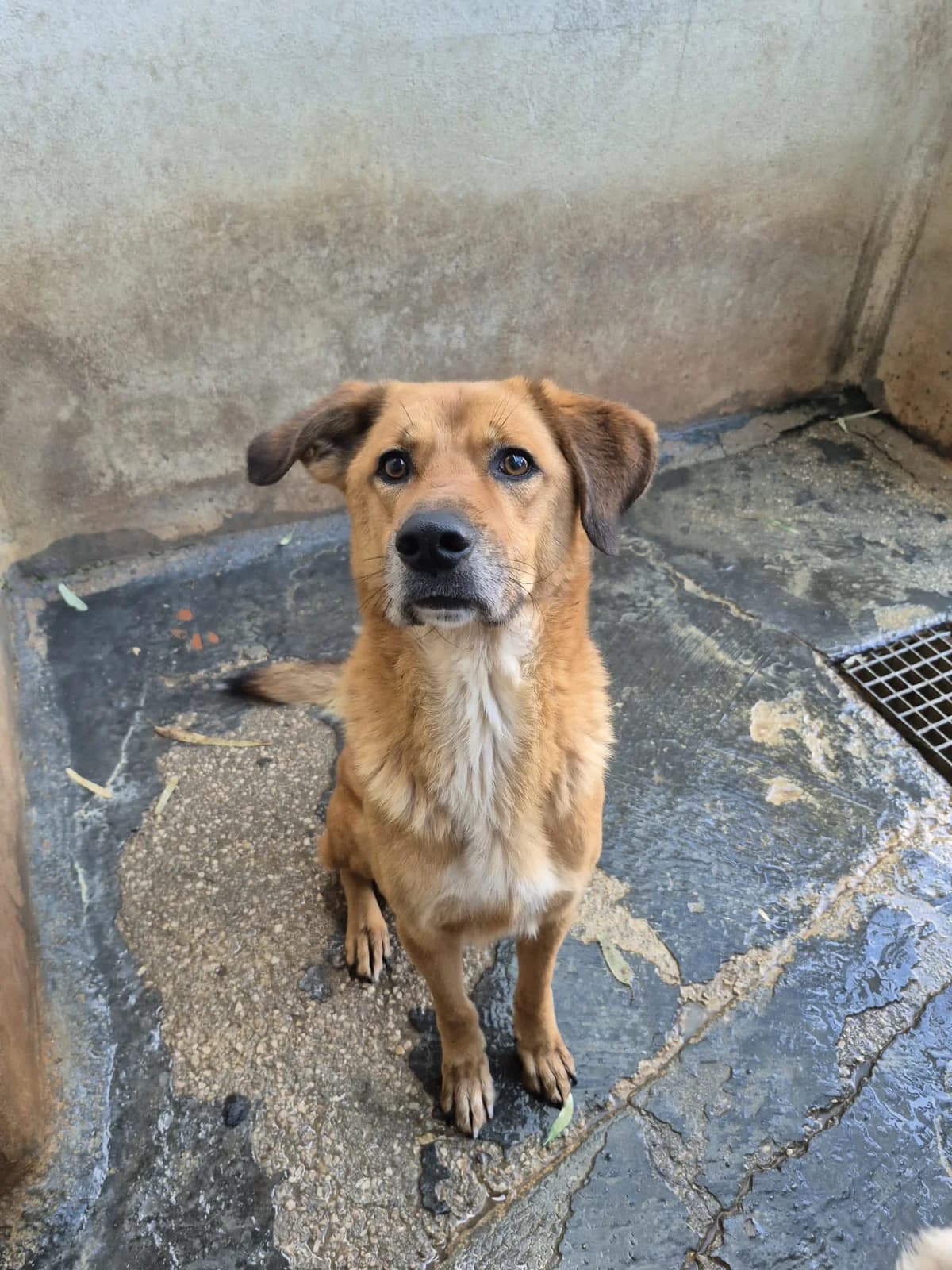 Extasi, male 5yo Mixed Breed for adoption at Hundehilfe Mariechen, Stadtsteinach