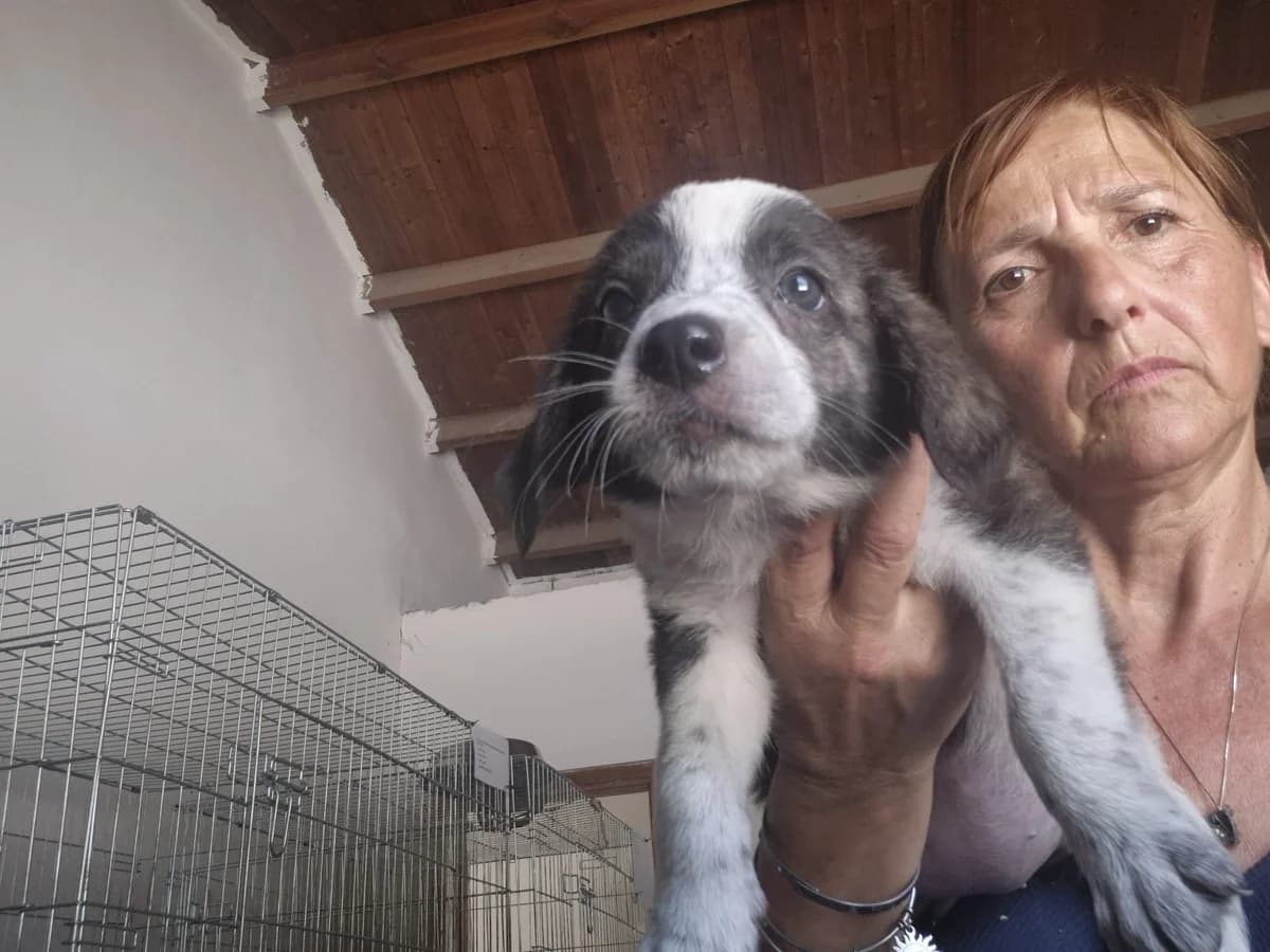 Fajitas, female puppy Mixed Breed for adoption at Hundehilfe Mariechen, Stadtsteinach