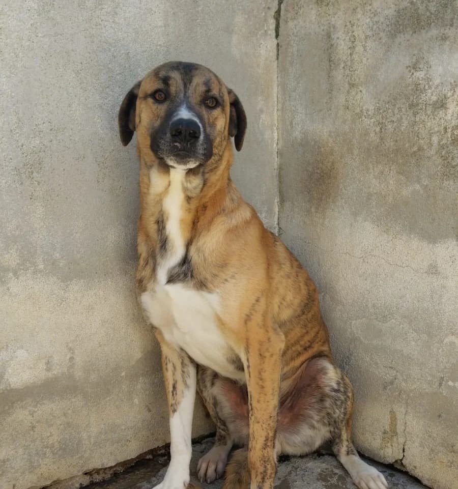 Fanta, male 5yo Mixed Breed for adoption at Hundehilfe Mariechen, Stadtsteinach
