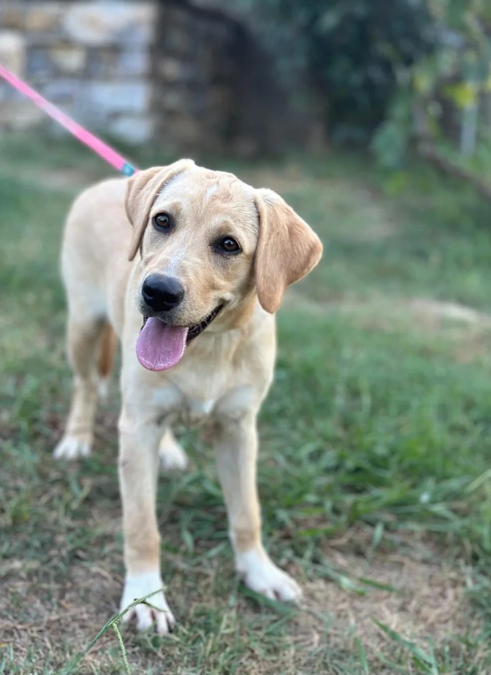 Fanta, female puppy Labrador Retriever for adoption at Hundehilfe Mariechen, Stadtsteinach